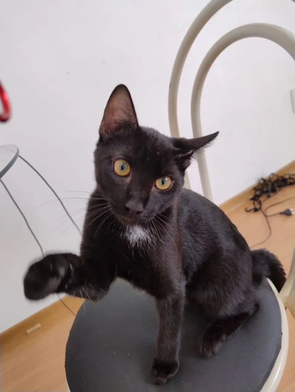 Gatinhos para adoção