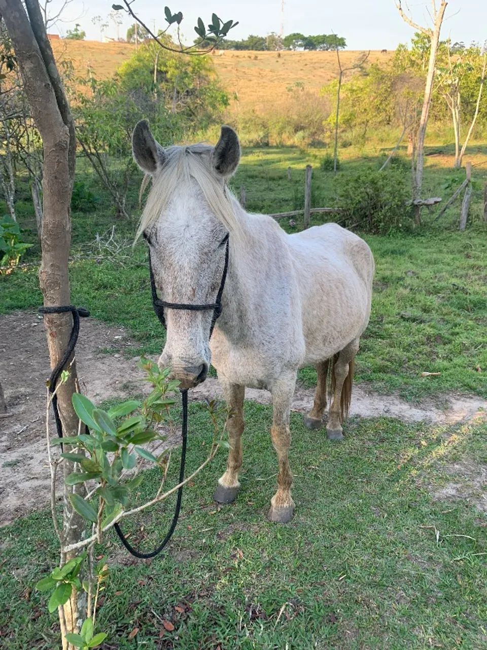 Cavalo troco por outro cavalo/egua/burro/mula - Foto 5