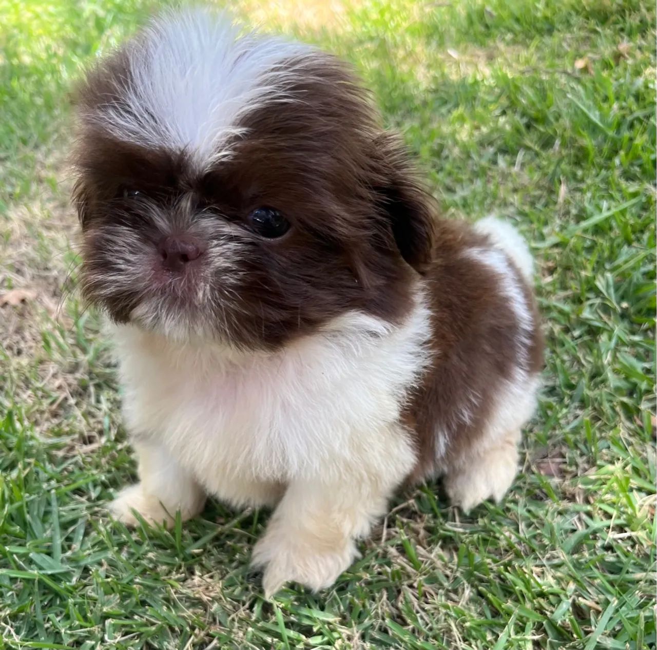 Shih Tzu macho vacinado  - Foto 2