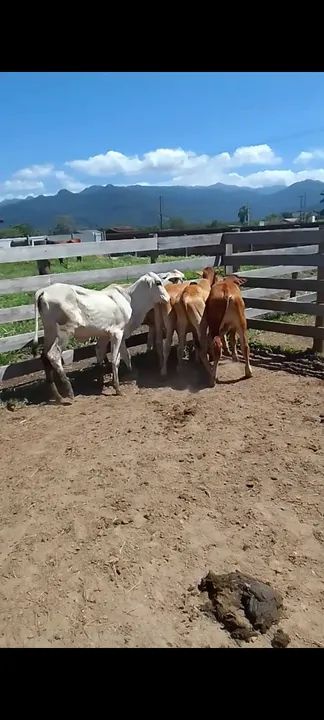 Bezerros para venda - Foto 4