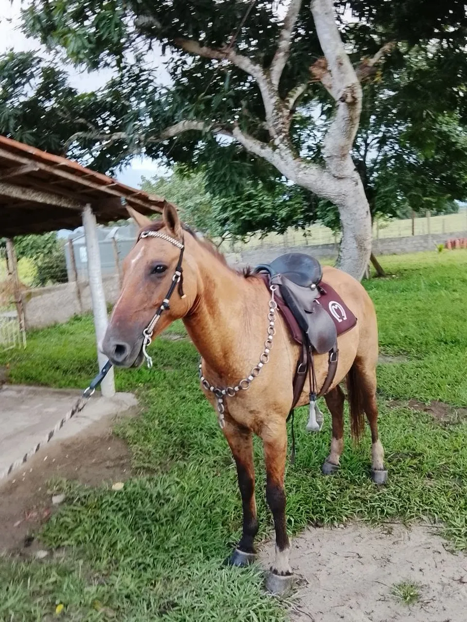 Cavalo bom de sela