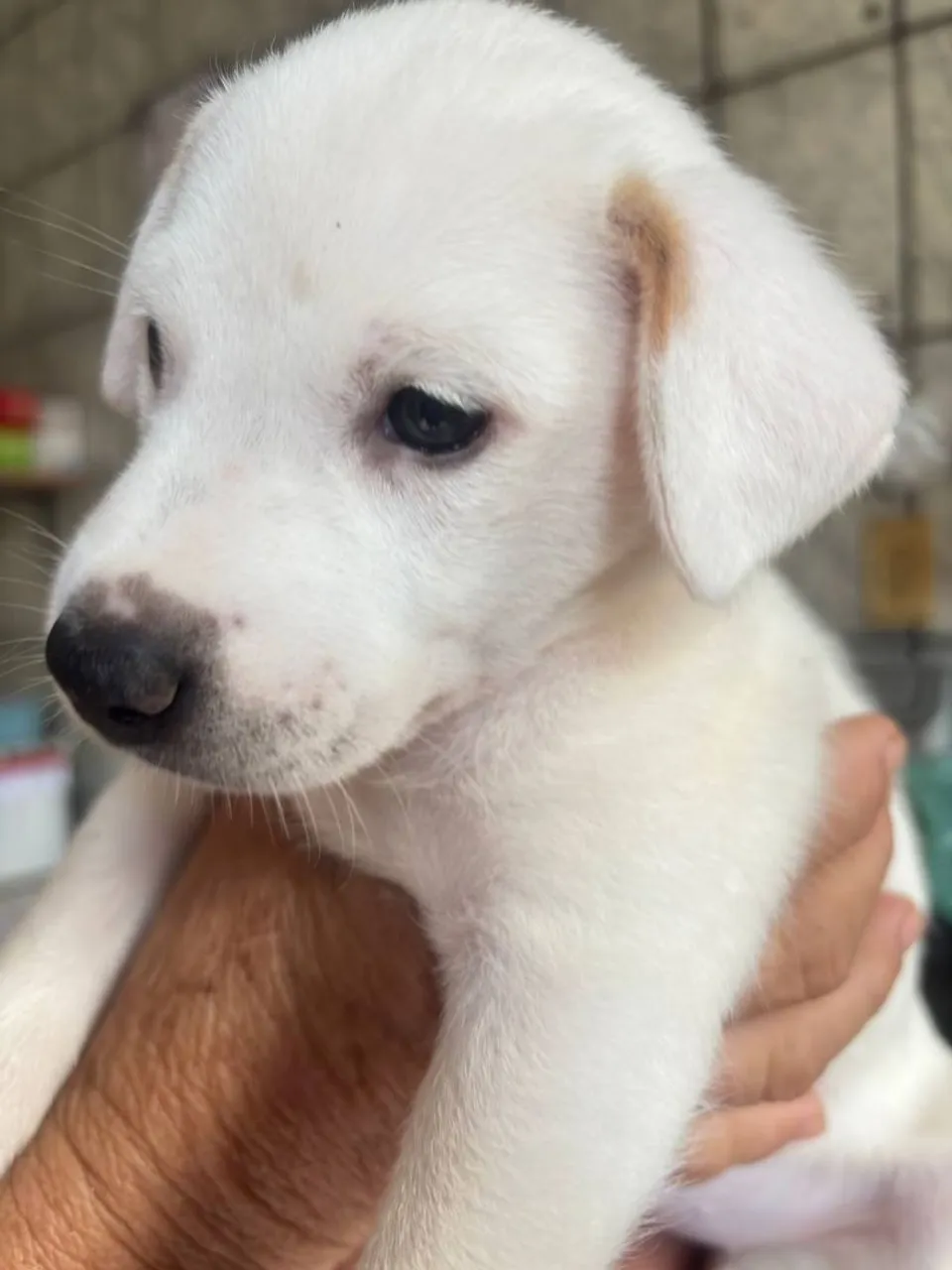 Filhote de cachorro branco - Disponível para adoção!