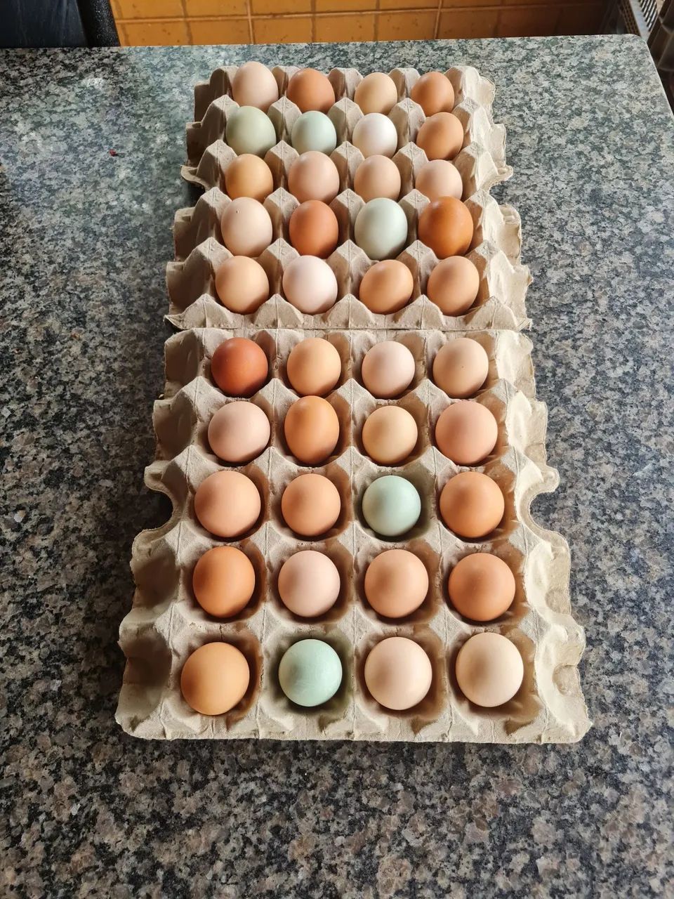 Ovos Ferteis(Galados) Galinhas GLC. As queridinhas do Brasil, ovos caipira colorido. 