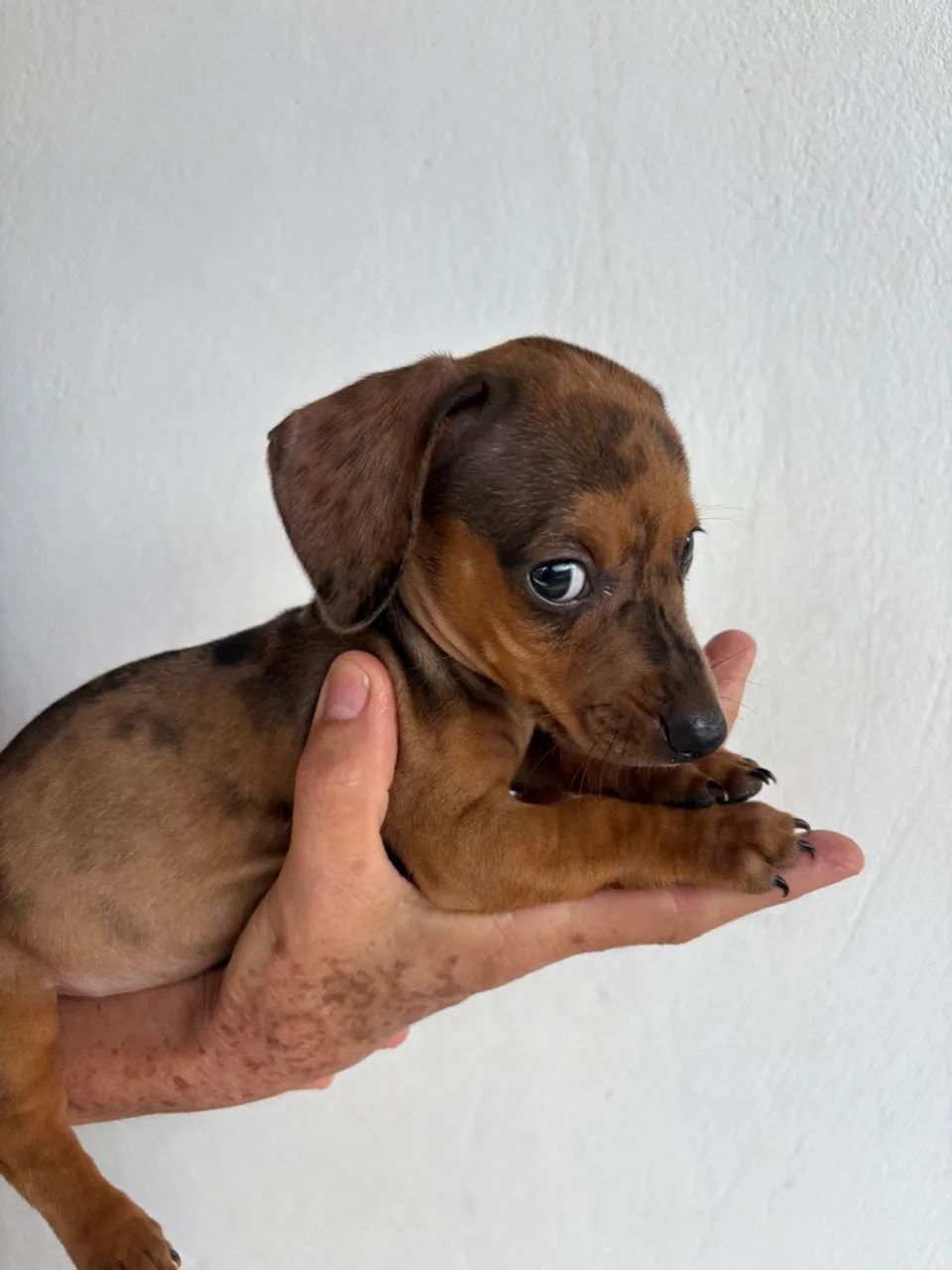 Dachshund Alerquim fêmea 