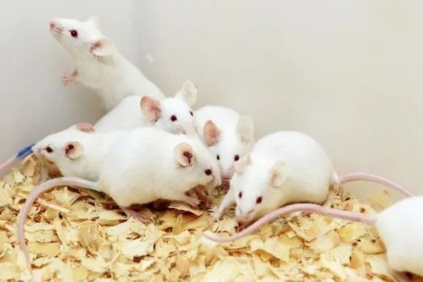  camundongo Adulto Abatido pra Alimento