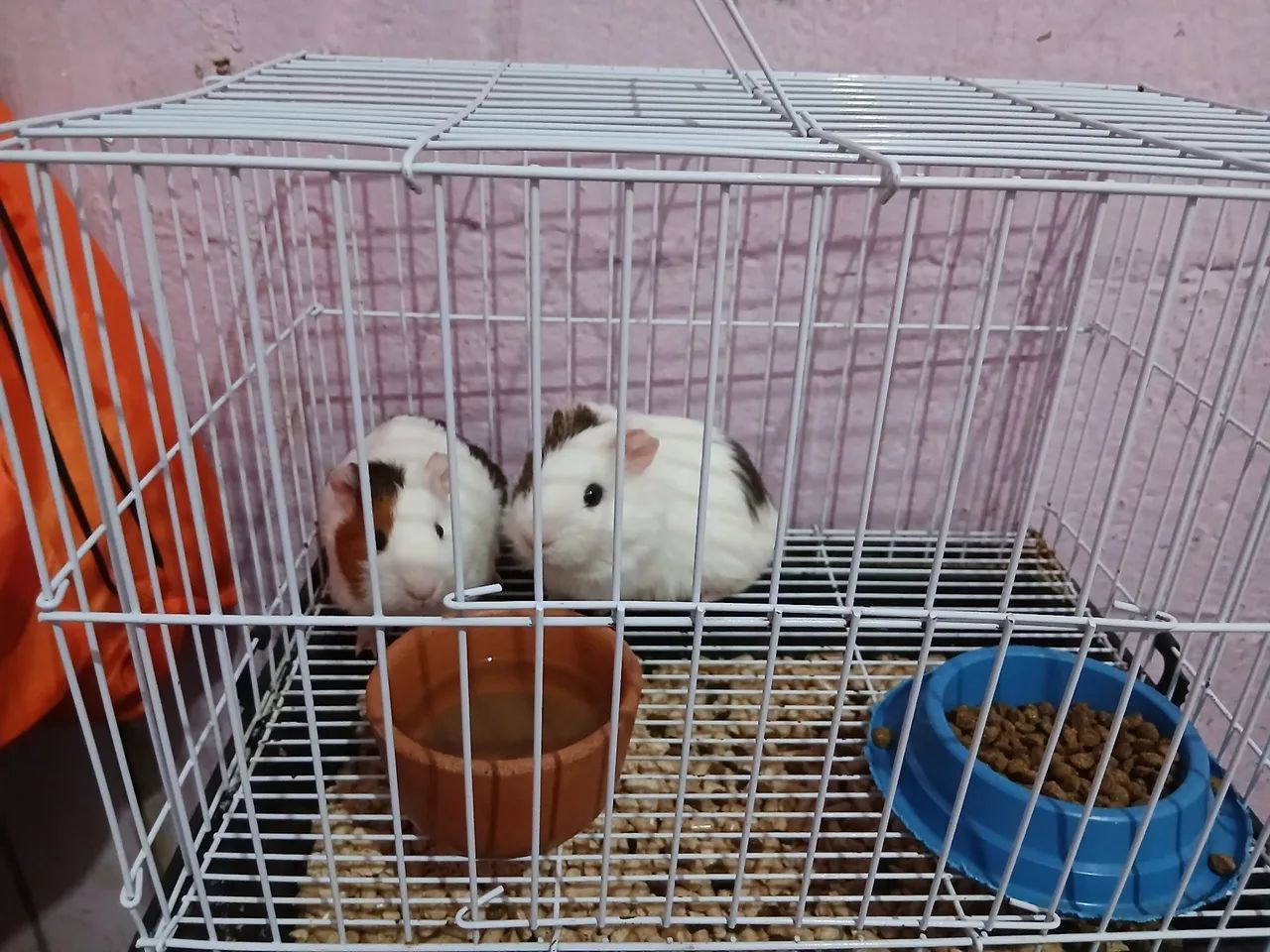 Porquinhos da Índia - Foto 3