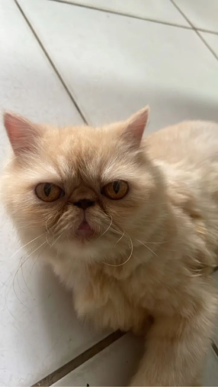 Linda gatinha persa 60 dias valor $1100  contato *49  - Foto 5