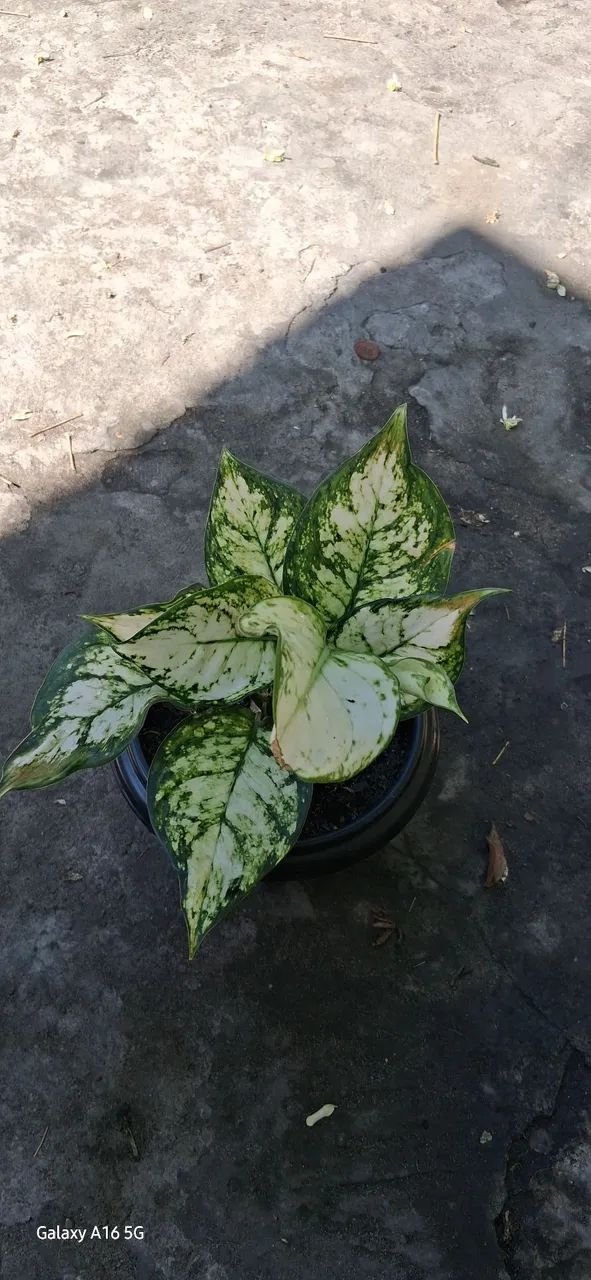 Aglaonema  - Foto 3