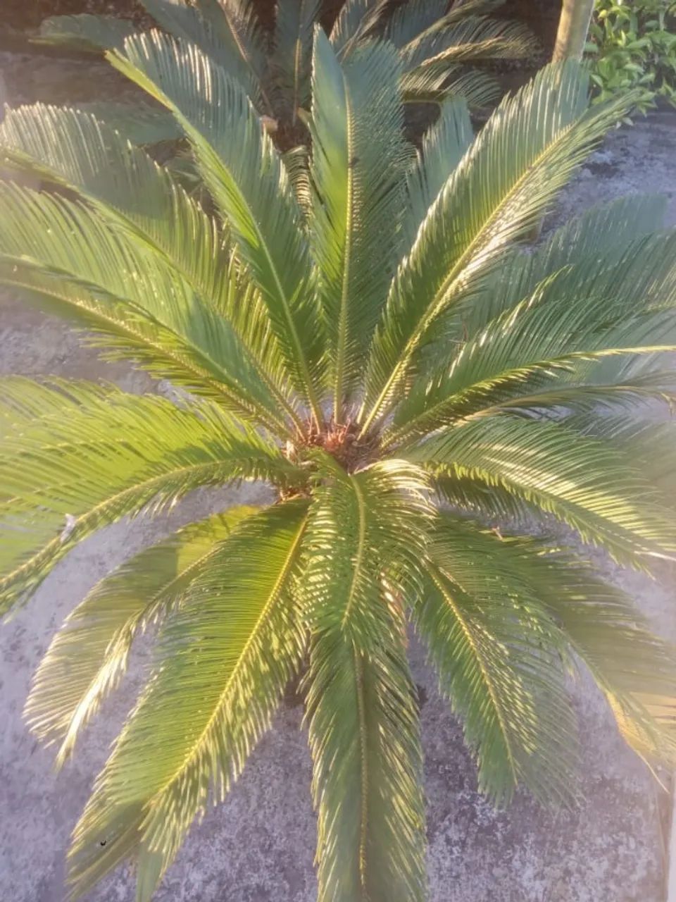 Muda de Palmeira cica Adulta - Foto 5