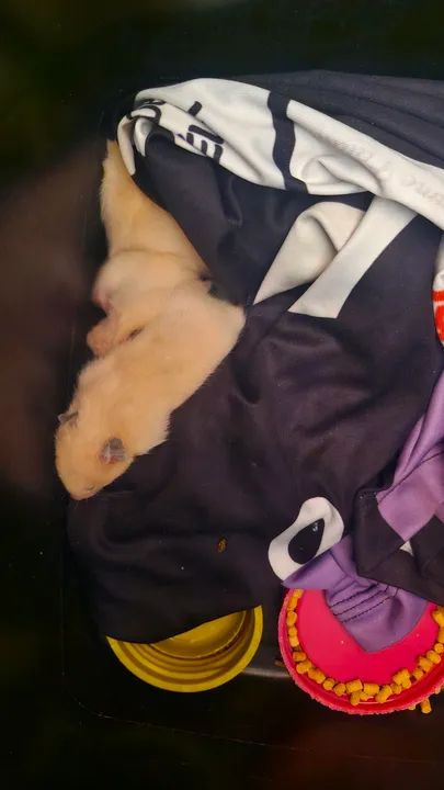 Hamster filhotes  - Foto 2