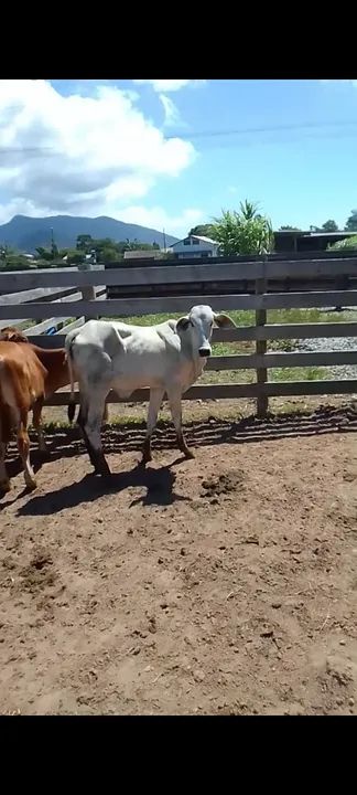 Bezerros para venda - Foto 5