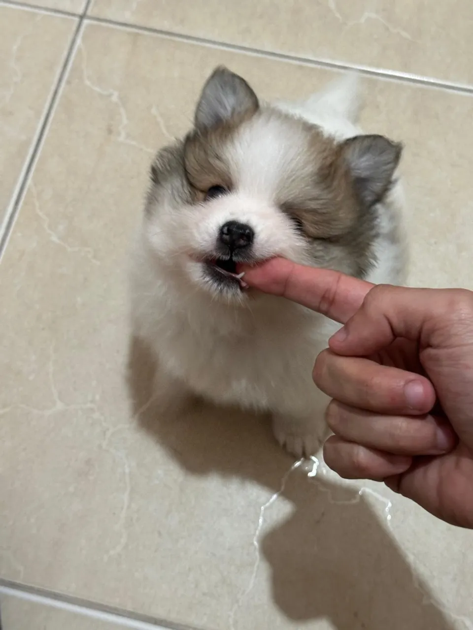 Vendo Spitz Alemão conhecido Lulu Da Pomerânia