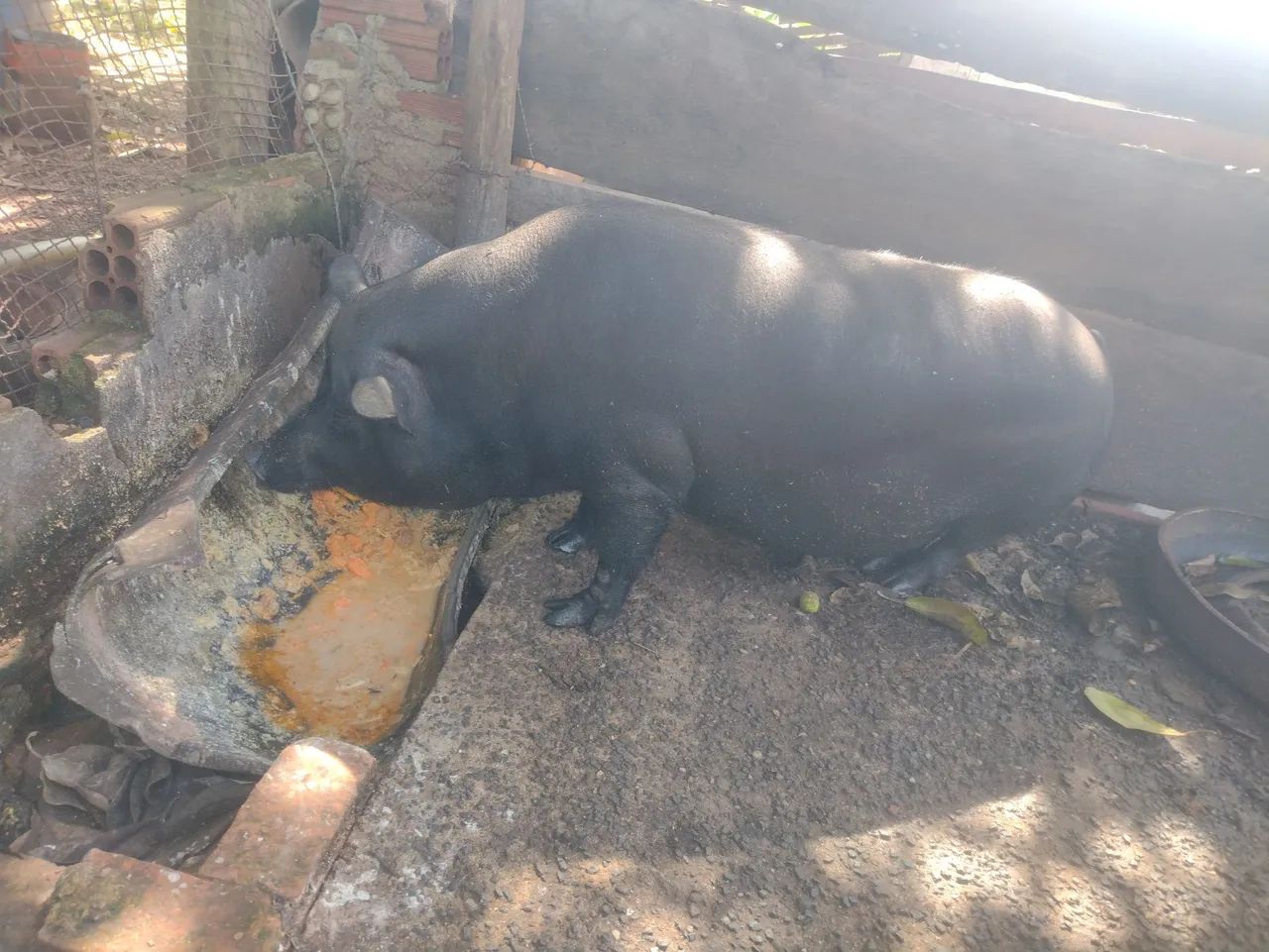 Vende-se Porco caipira  - Foto 2
