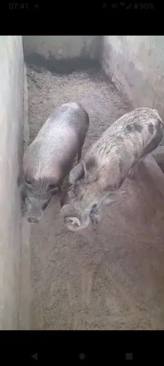 Casal de mine Porco para venda