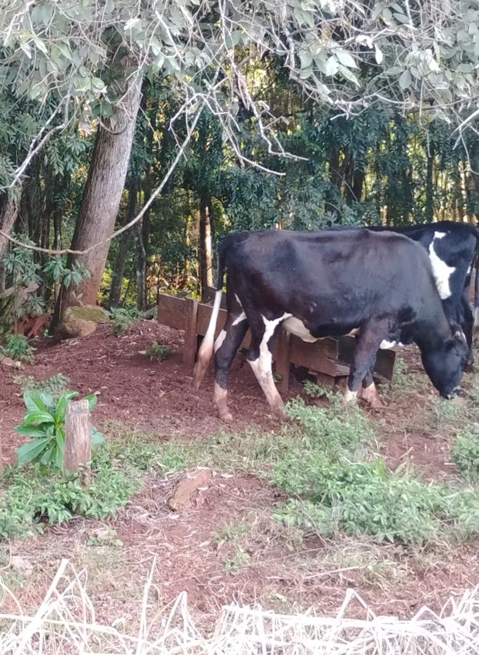 Novilha girolanda 2 anos e meio primeiro cio