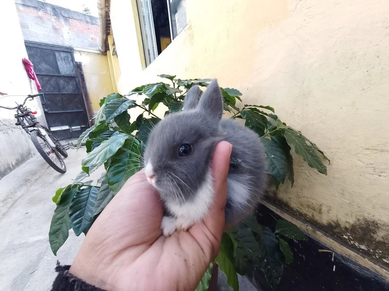 Coelhinho bebê - Mini coelho fofinho - Foto 3