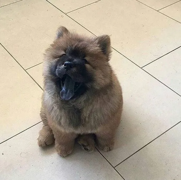 Filhote Chow Chow na cor marrom escuro | Pedigree