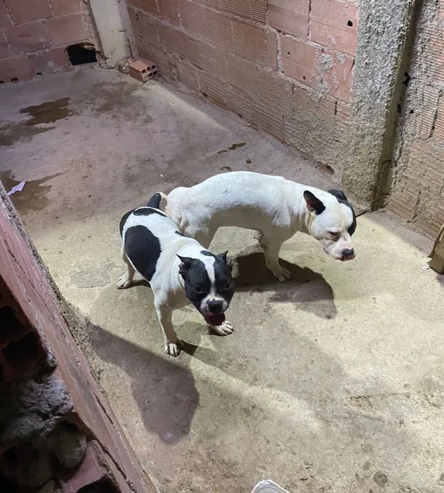 American Bully pochet 