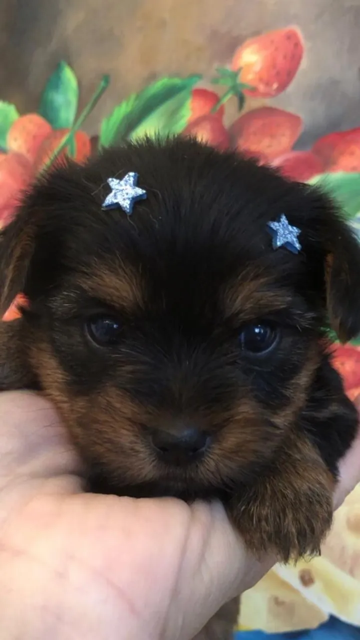 Filhote de Yorkshire Terrier - Fofura Garantida!