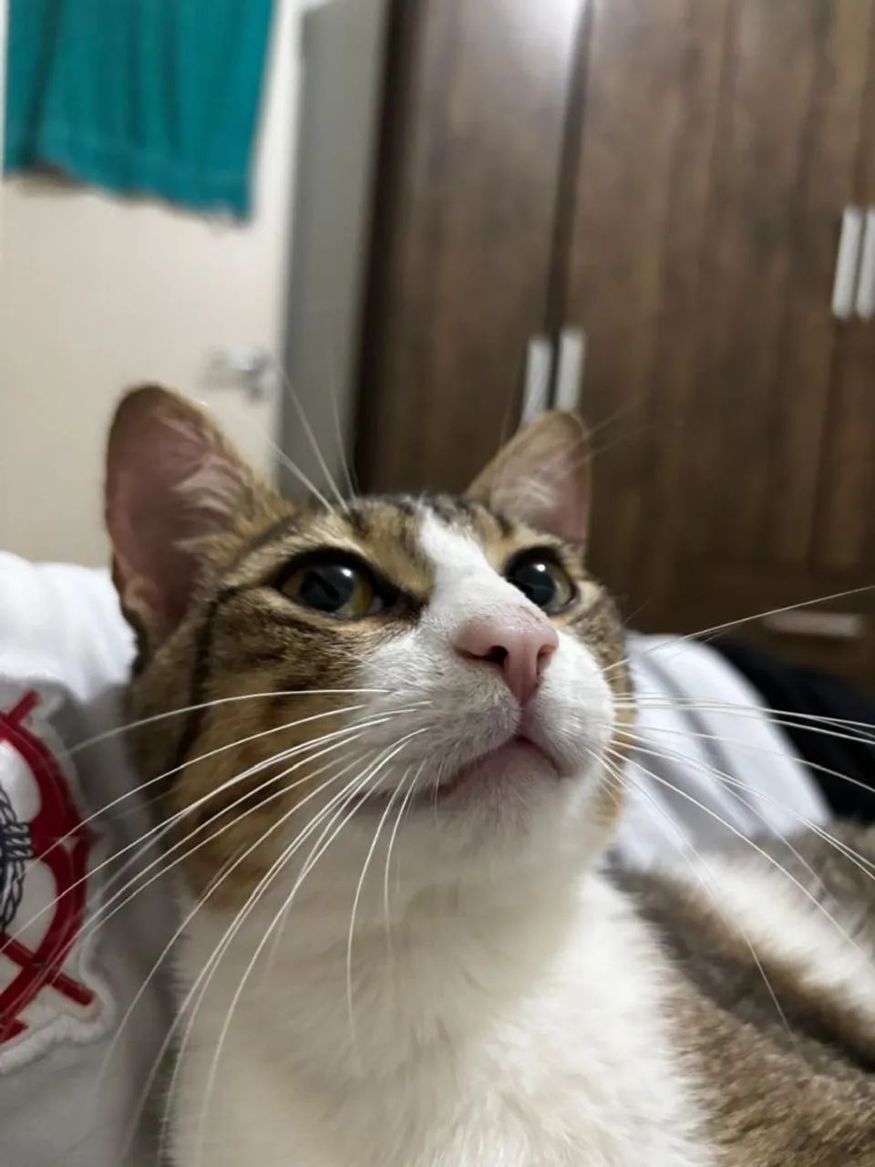 Doa-se casal de gatos! - Foto 3