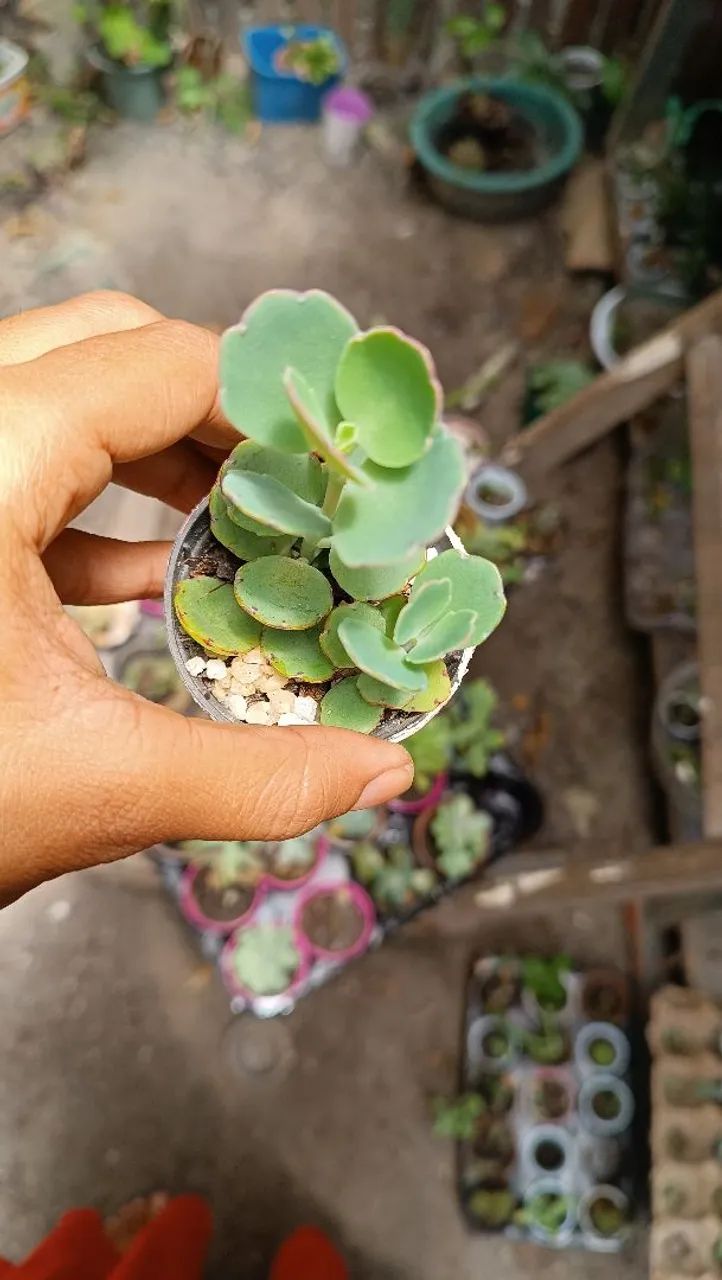 Suculentas  - Foto 4