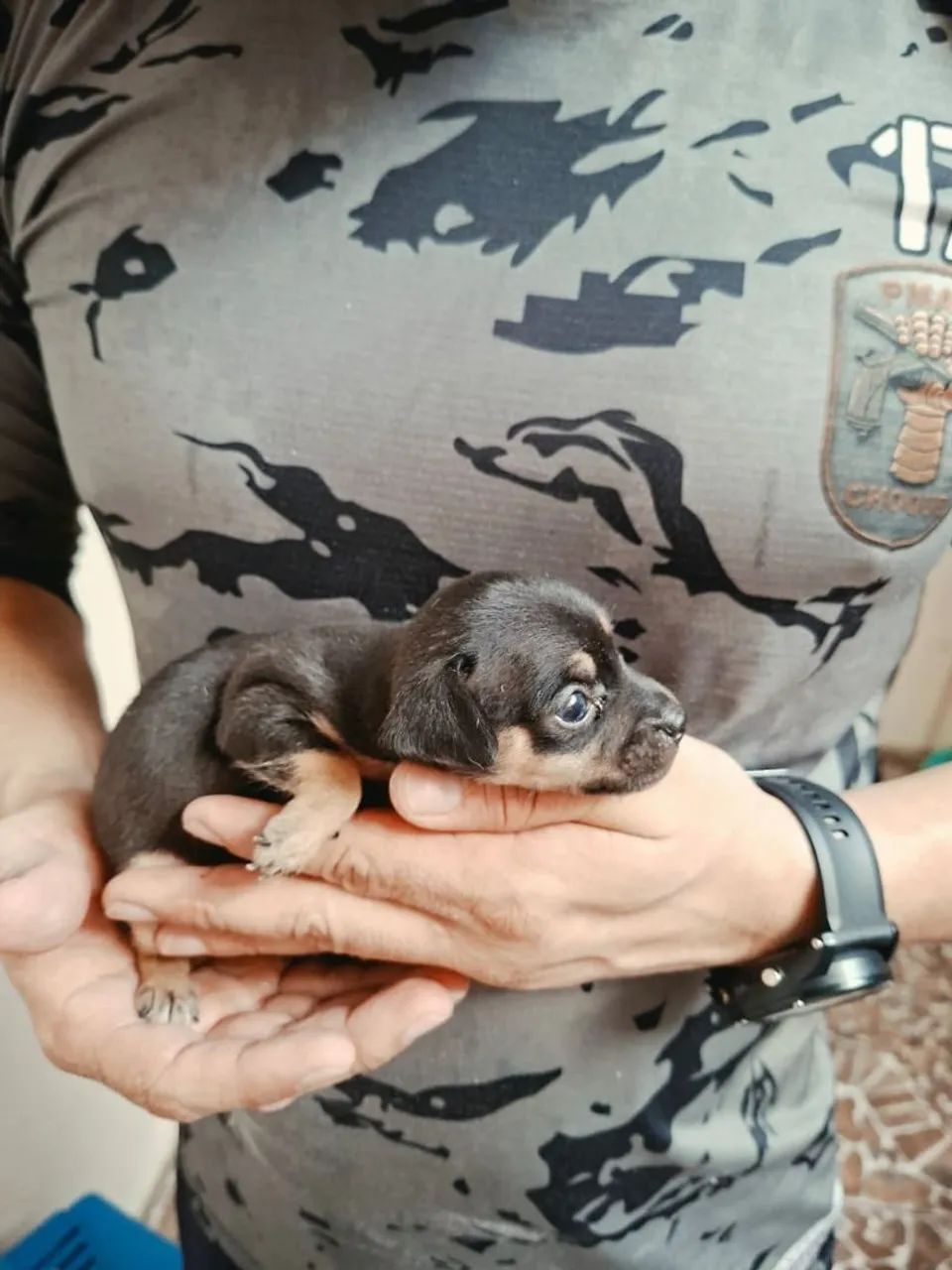 Pinscher 1 macho  *  - Foto 2