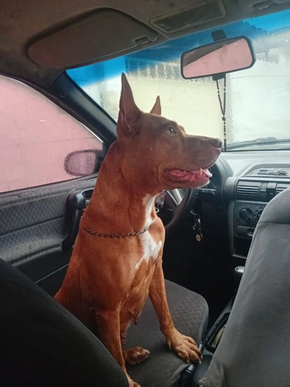 Cachorra  - Foto 2