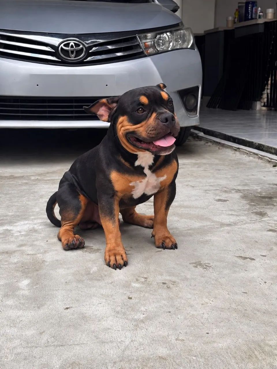 American bully  - Foto 2
