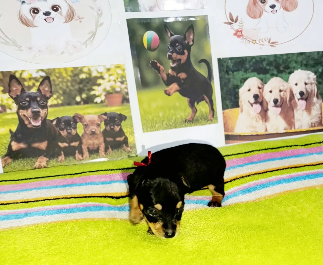 Pinscher miniatura macho - Foto 2
