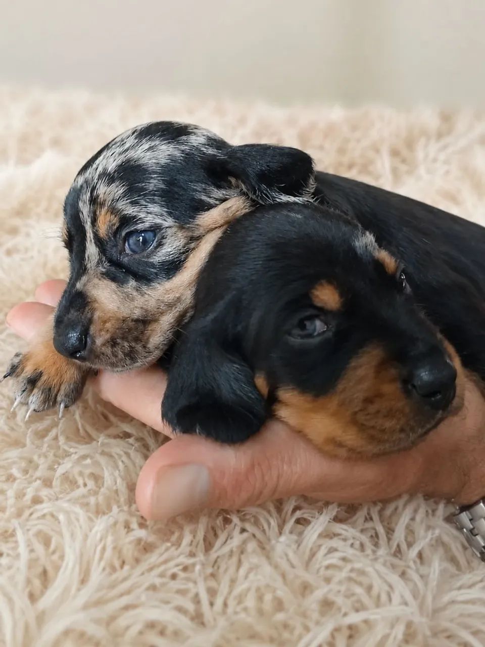 Venda Daschund  * 