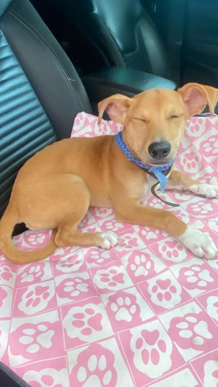 Cachorro aproximadamente 6 meses para adoção  - Foto 4