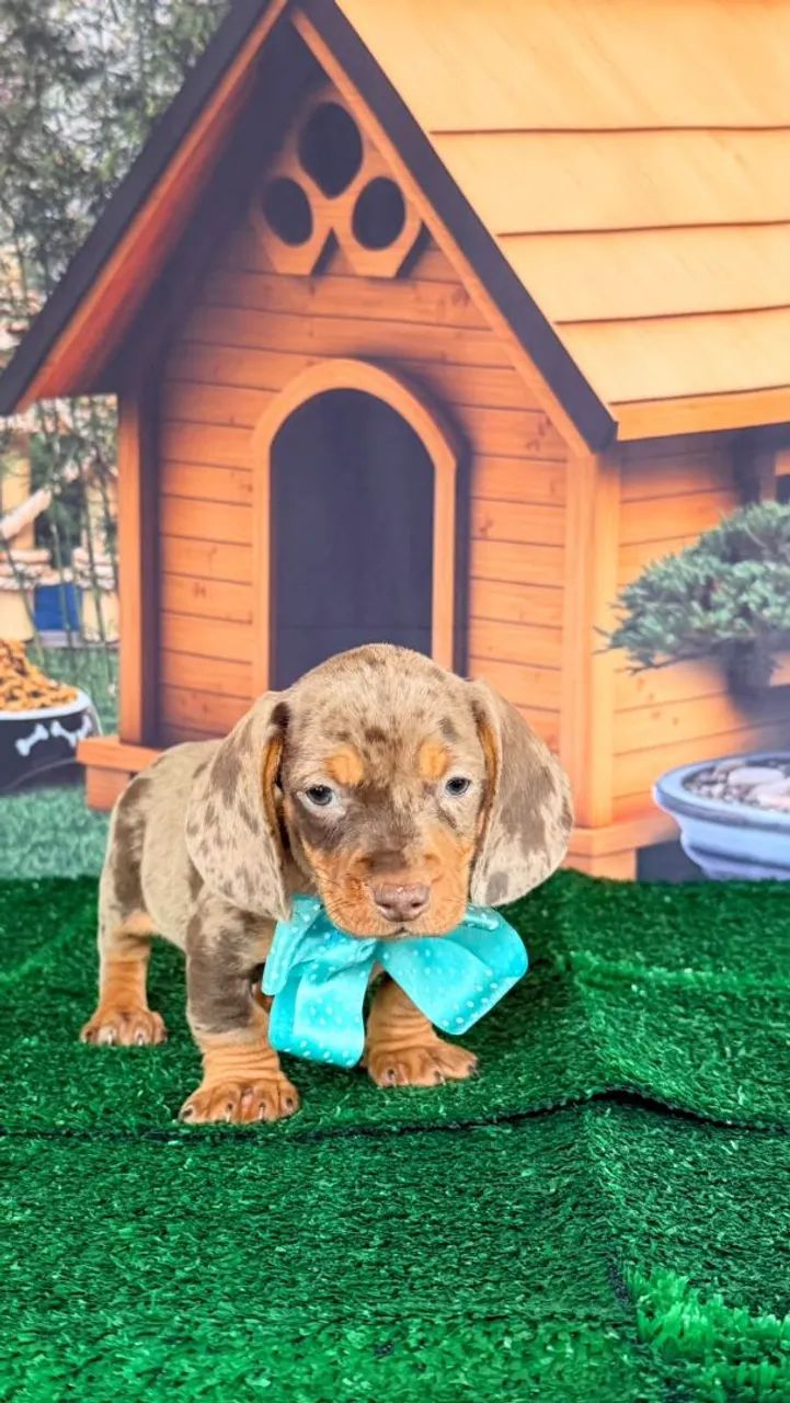 Dachshund  - Foto 4