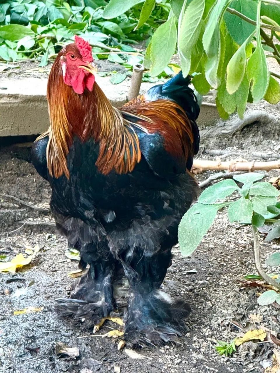 Galos Brahma - Foto 2