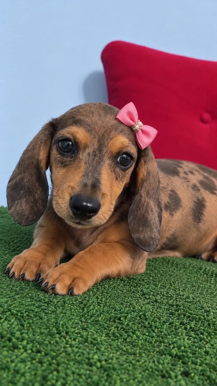 Filhotes - Teckel - Dachshund Mini - Foto 2