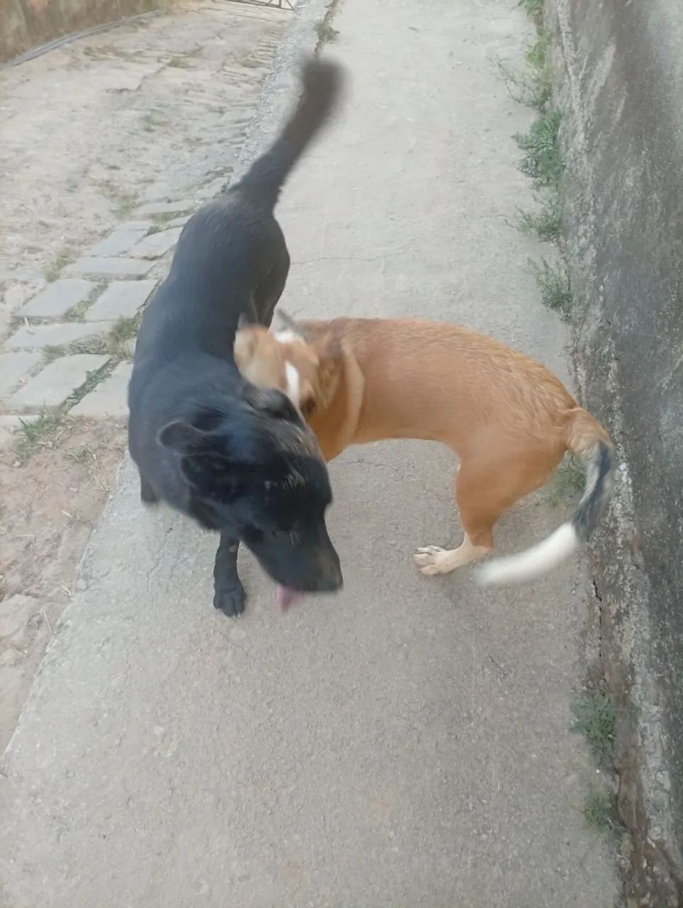 Fila com labrador  - Foto 2