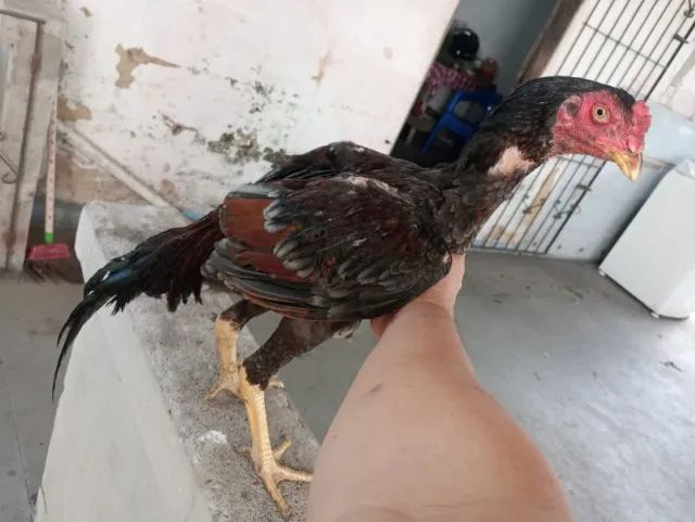 Vendo Galos e galinhas e frango de raça  - Foto 2