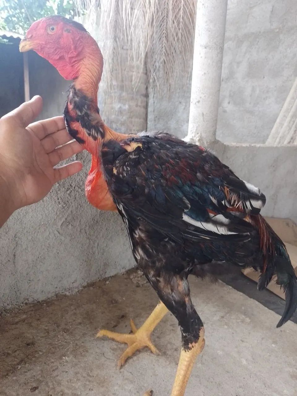 Polaco gigante 