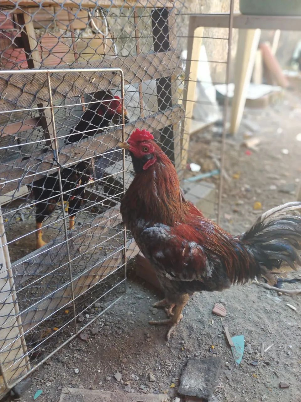 Vendo Galos de raça  - Foto 3