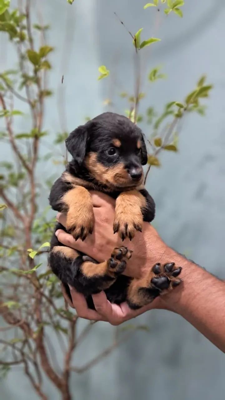 Rottweiler Gigantes - Foto 2