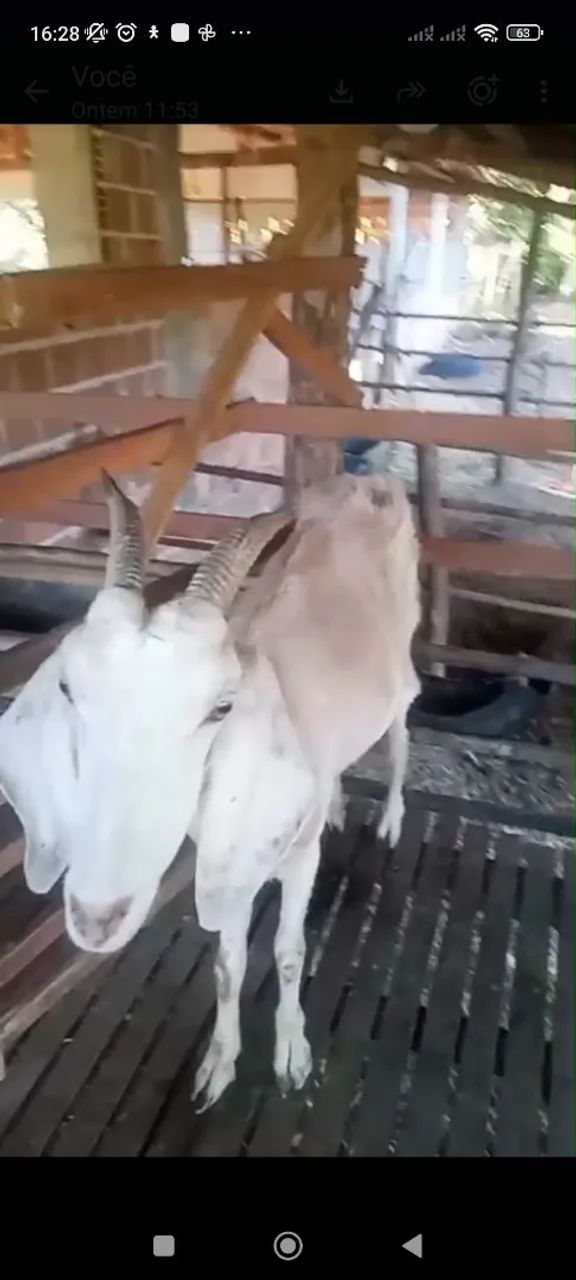 Cabras 