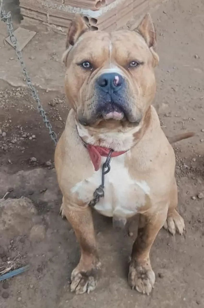 Cachorro Pit monste 