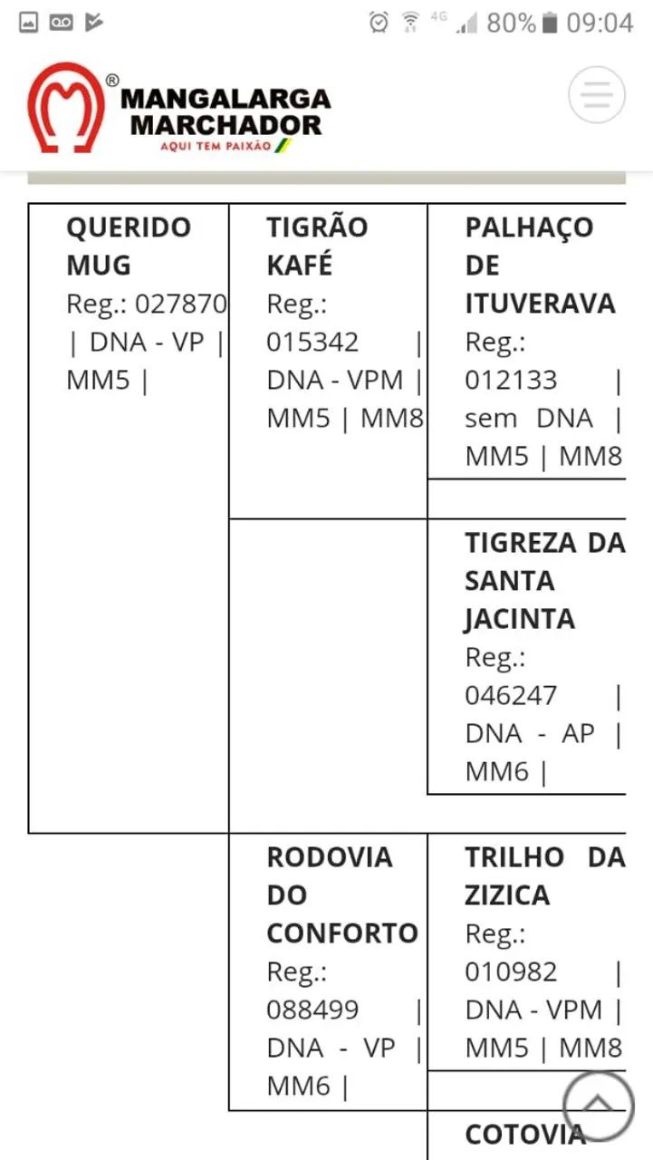 cavalo  - Foto 5