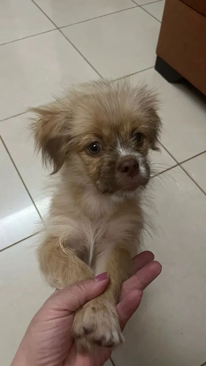 Filhote lhasa com shitzu - Foto 3