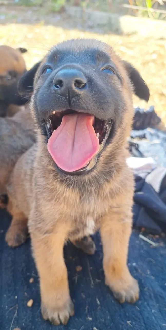 Filhote Malinois com pedigree - Foto 5