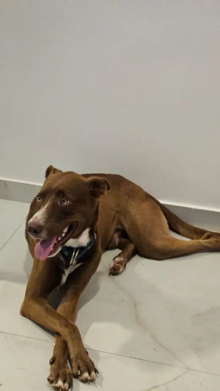 DOAÇÃO RESPONSÁVEL- CACHORRO BOB