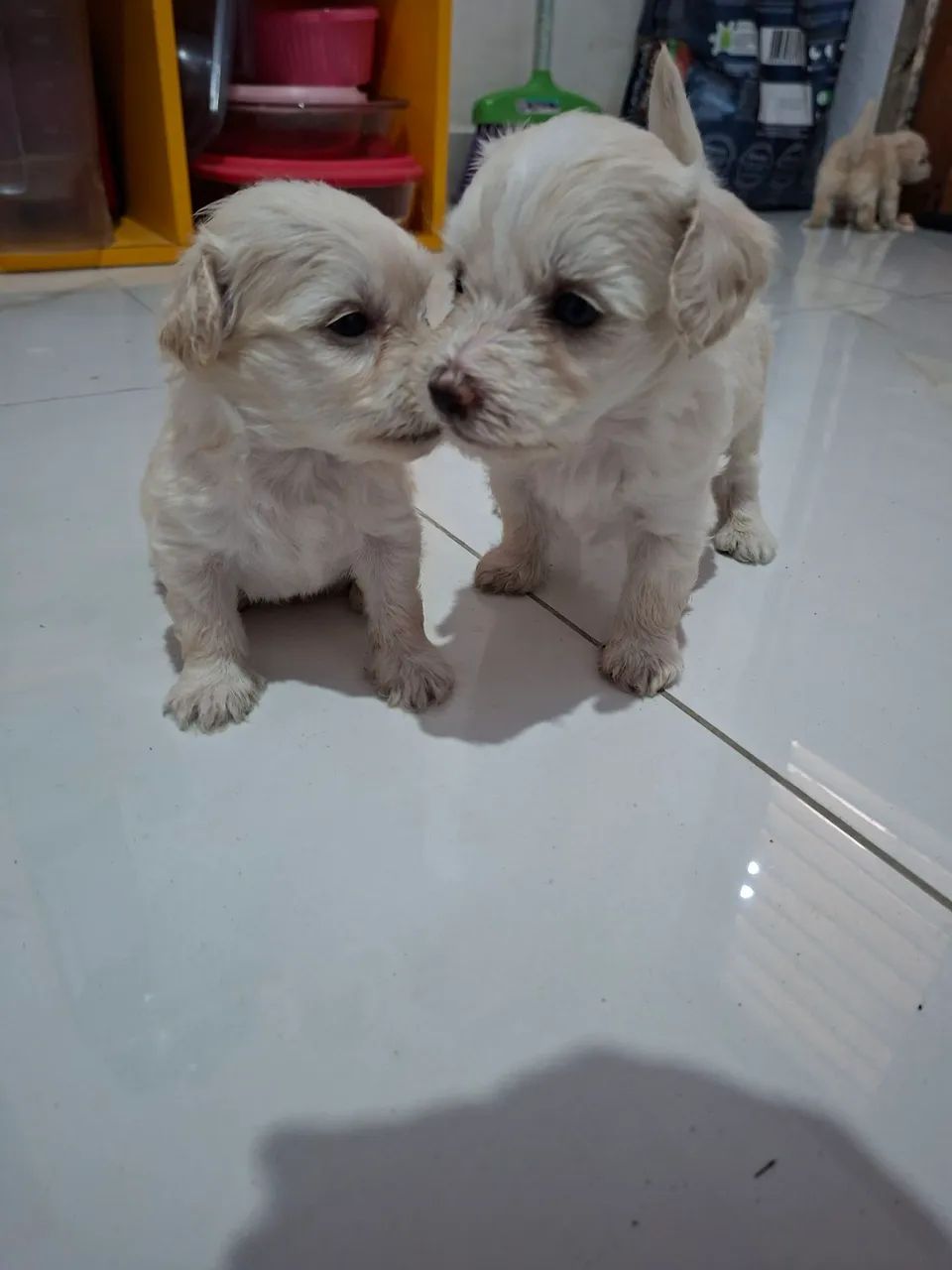 Filhote de Poodle  - Foto 5
