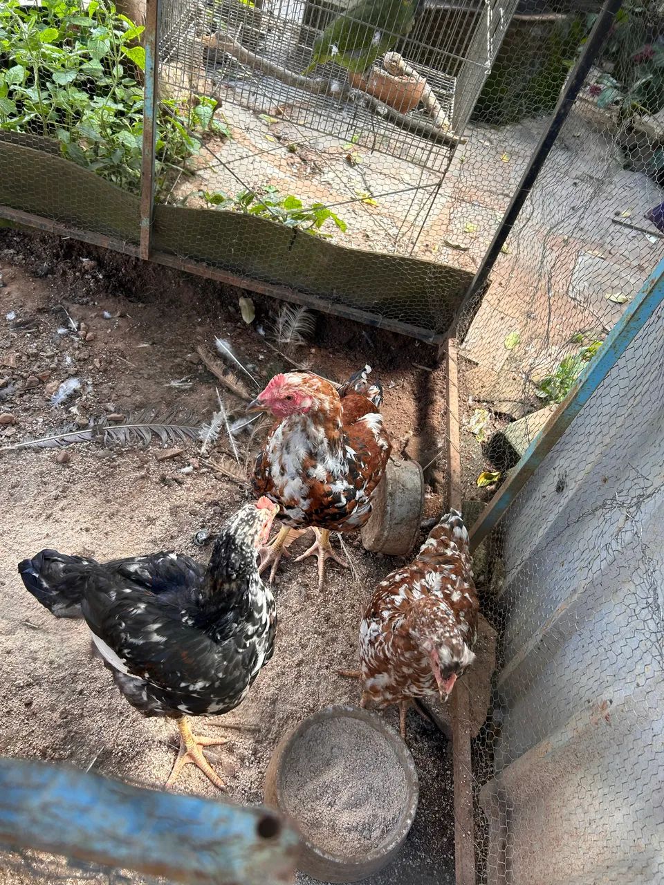 Galinha GSB balão sertaneja da Bahia - Foto 2