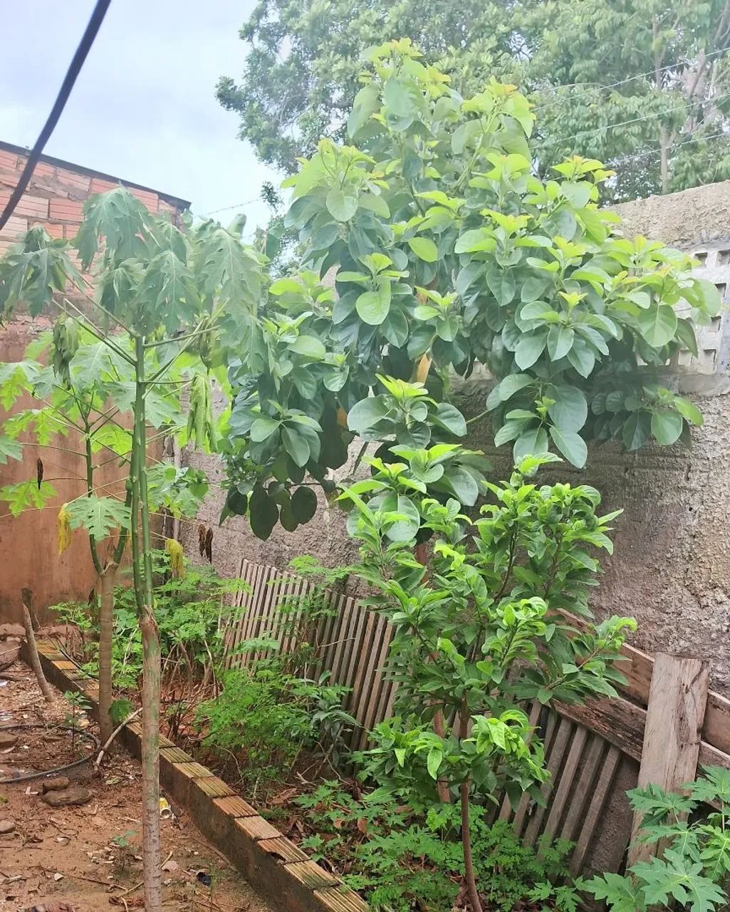 Casa Amparo - Foto 4
