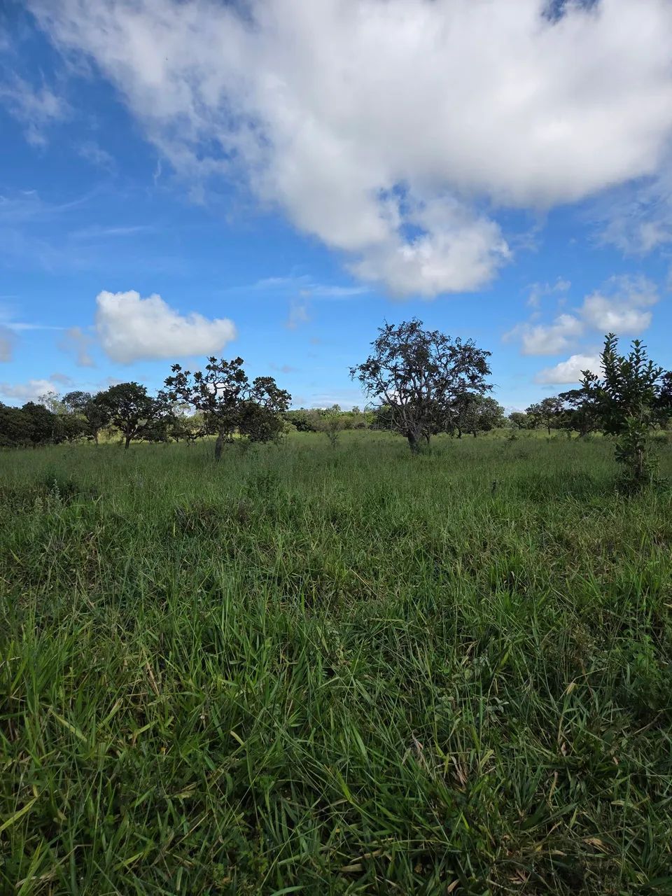 Foto - Goiânia - Alto da Glória