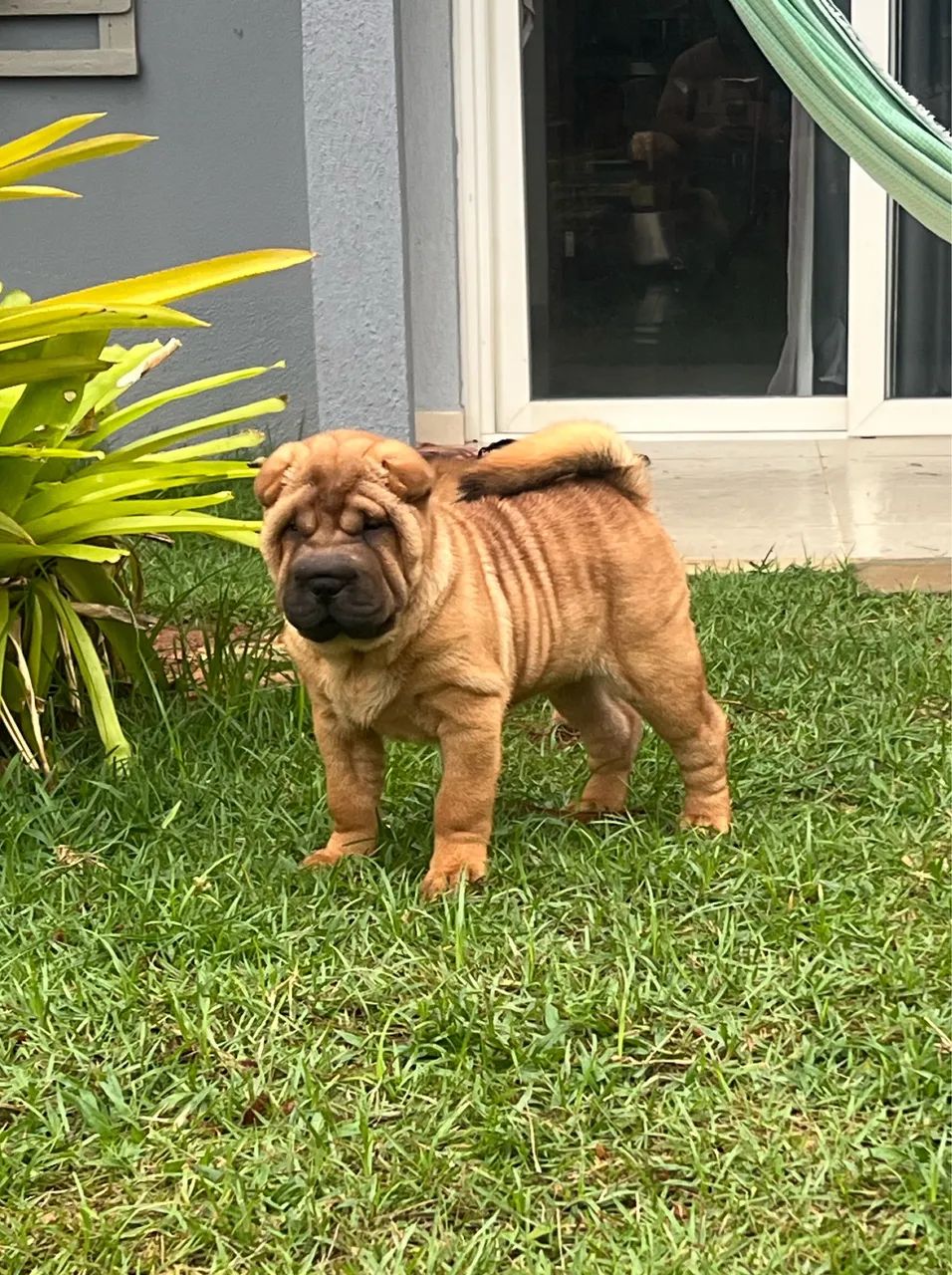 Lindos filhotes de Shar Pei  - Foto 6